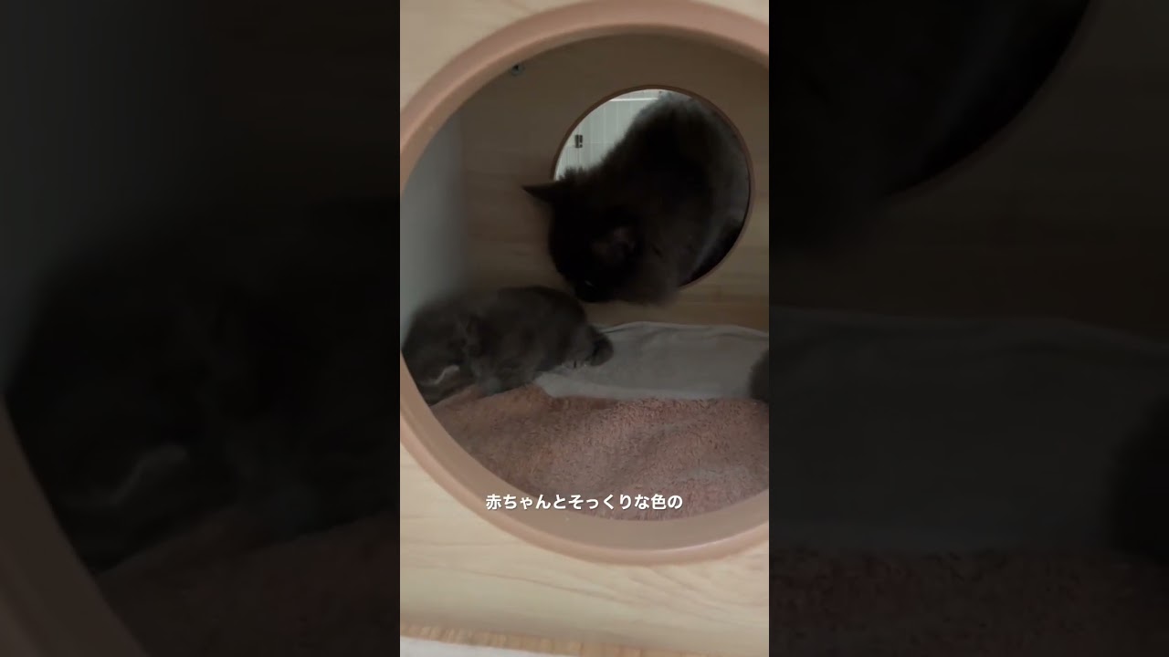 猫の赤ちゃんを狙う黒い影 #猫のいる暮らし #ラガマフィン #猫赤ちゃん