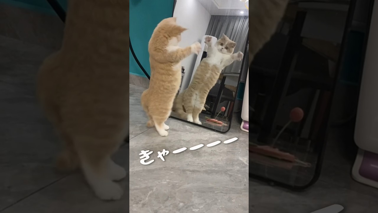 鏡と戦うねこ#shorts #ねこ #猫 #かわいい猫 #猫動画 #マンチカン #短足マンチカン