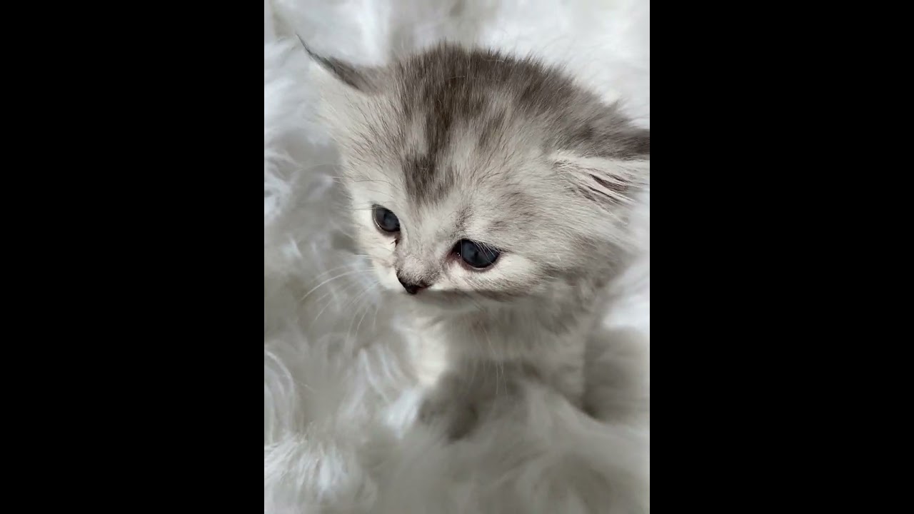 サイベリアン 可愛い女の子💖