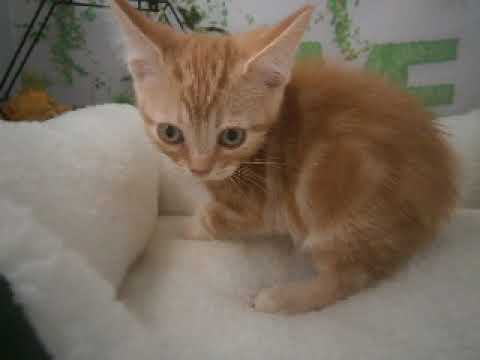 633566 アメリカンショートヘアー