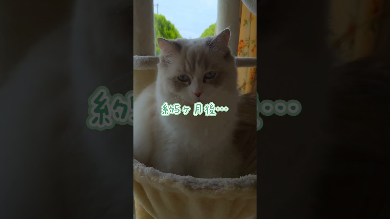 大型猫ラガマフィンの二ヶ月から7ヶ月の違い　成長いいねもお願いします♤♡#ラガマフィン#大型猫