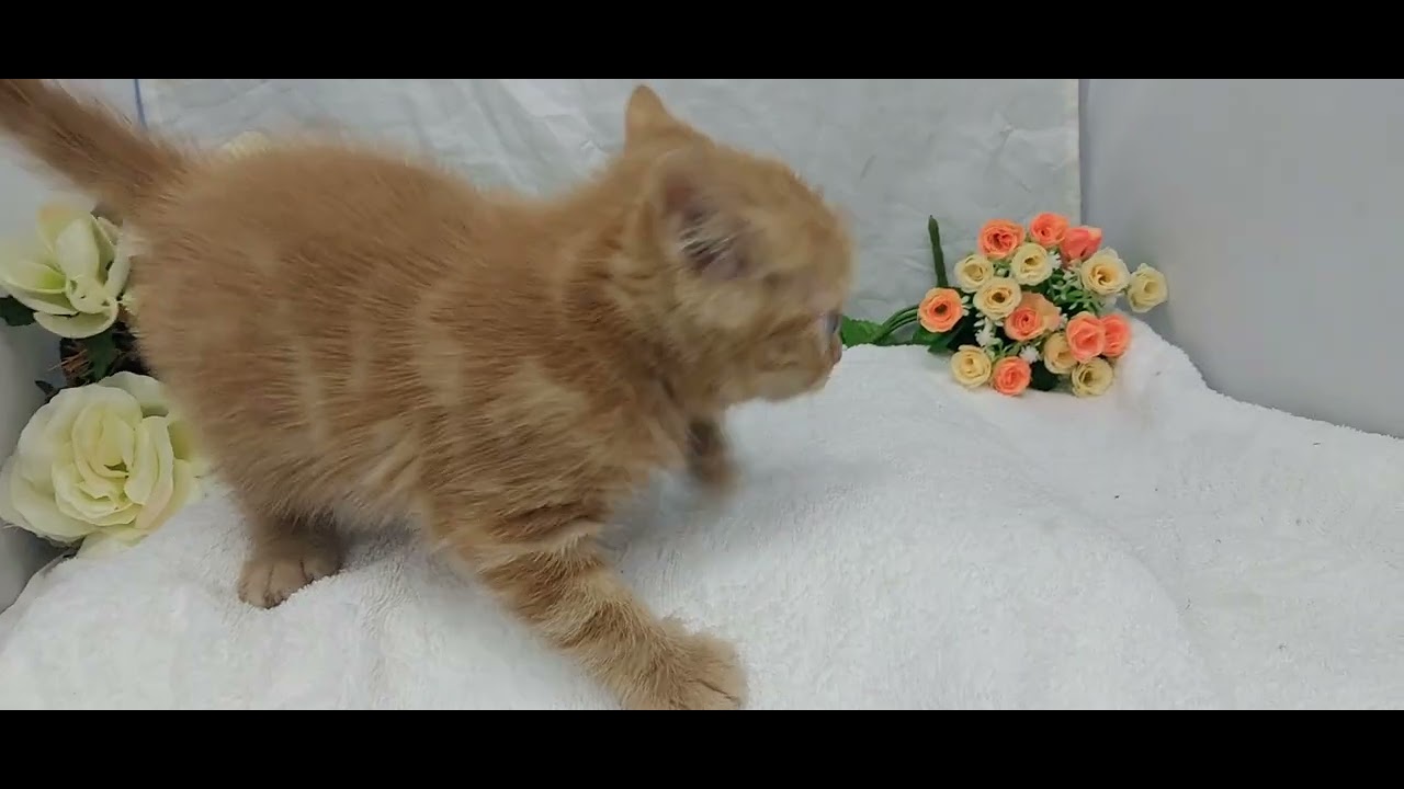 アメリカンショートヘアー子猫/宮城県ペットショップ