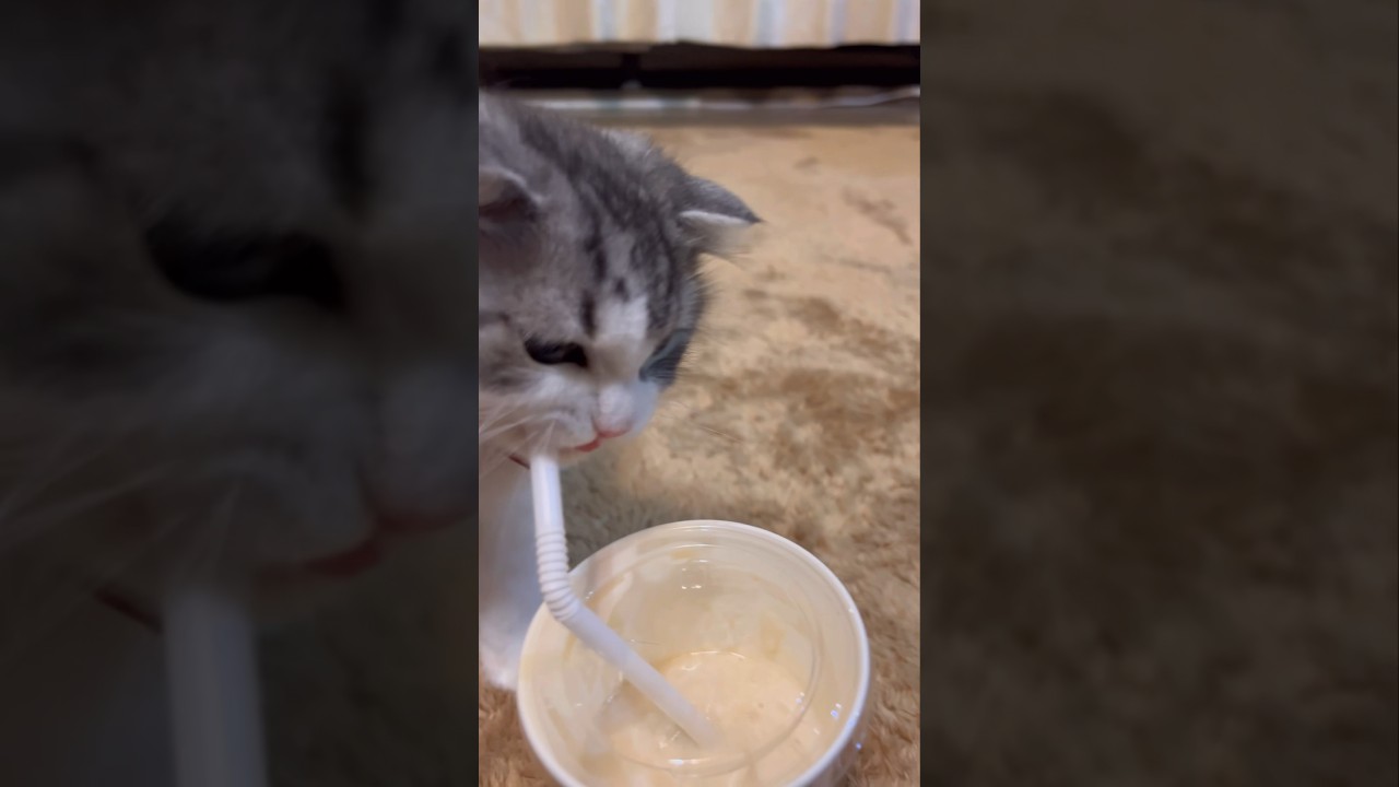 おうじにモスシェイク❗ スコティッシュフォールド❗️おうじ❤️男の子❗️子猫❗ 苏格兰折耳猫❗️マオ❗️ billii #cute #kitten #petlover#たっくんたっくん