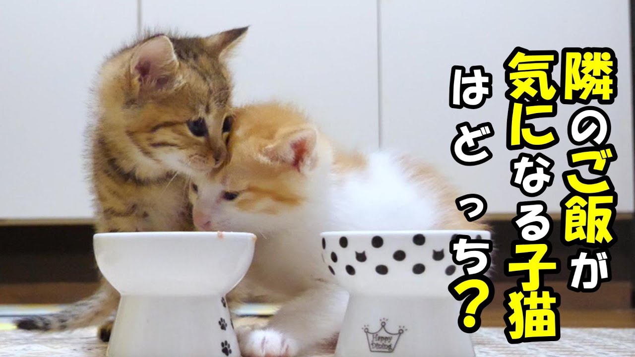 ふたりボッチの子猫は隣のご飯が気になって仕方がない【赤ちゃん猫　保護猫】