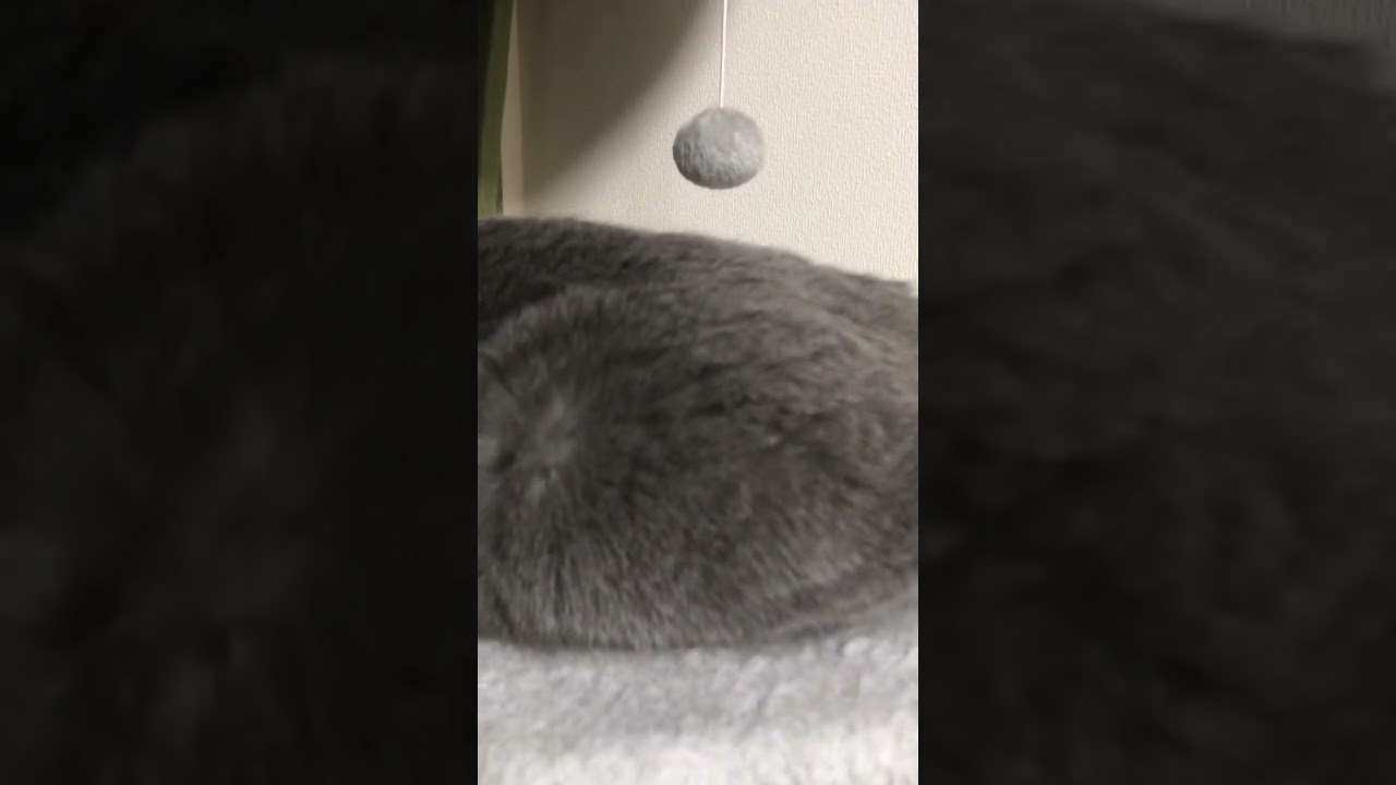 【猫】なんか平たくないですか？ #猫 #ブリティッシュショートヘア #cat #cute