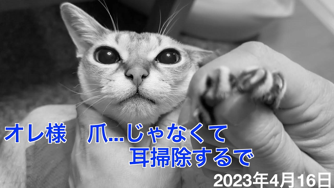 耳掃除が嫌で逃げ回った😱シンガプーラ「にゃあ」：2023.04.16  #シンガプーラ #耳掃除 #猫