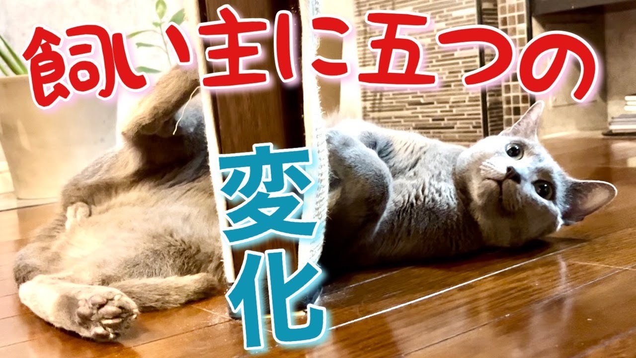 ロシアンブルー | 猫と過ごして4年で変わった5つのこと [Russian Blue cat Kotetsu] 5 things that changed in 4 years with a cat