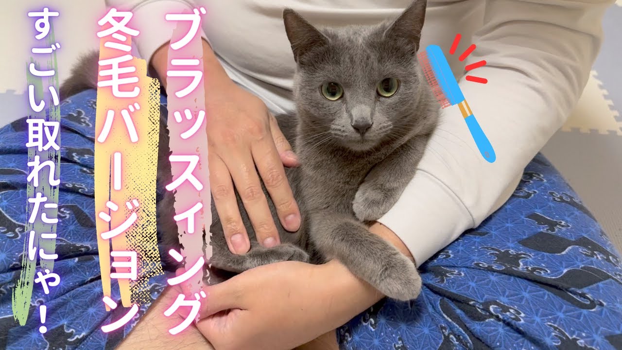 ファーミネーターでスッキリした猫（ロシアンブルー）