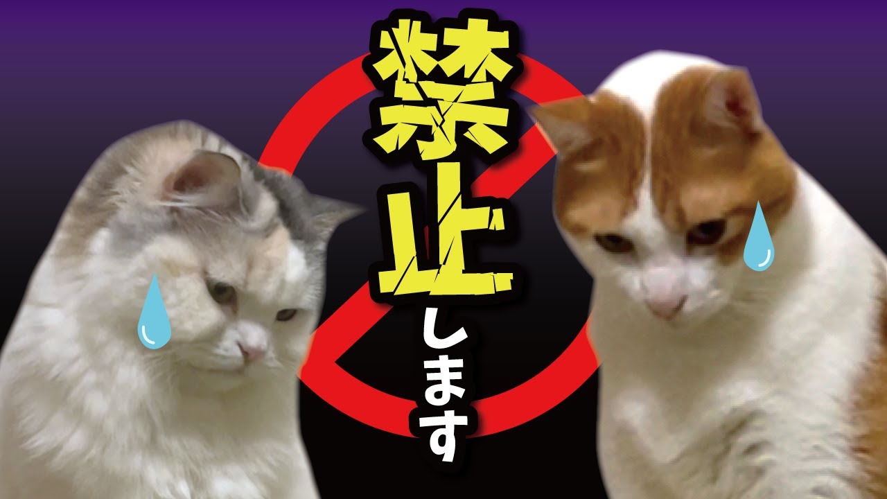 ある事を「禁止」された猫たちの激ヘコみした表情をご確認ください【関西弁でしゃべる猫】