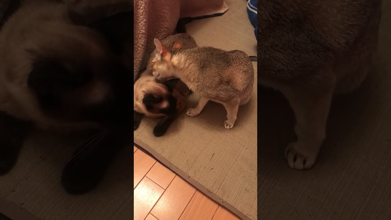 たぬき猫を思う存分ペロペロできたシンガプーラなのにゃ♪
