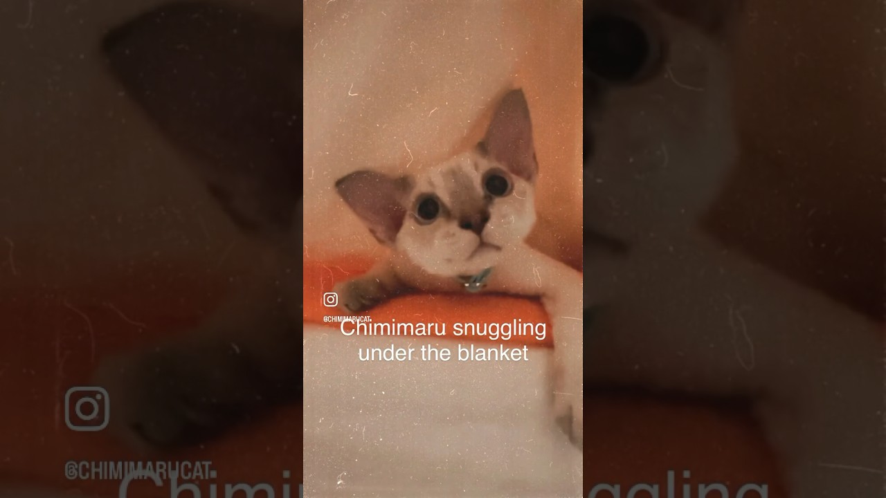 Cold morning❄️ #devonrex #kitten #cat #子猫 #デボンレックス#shorts