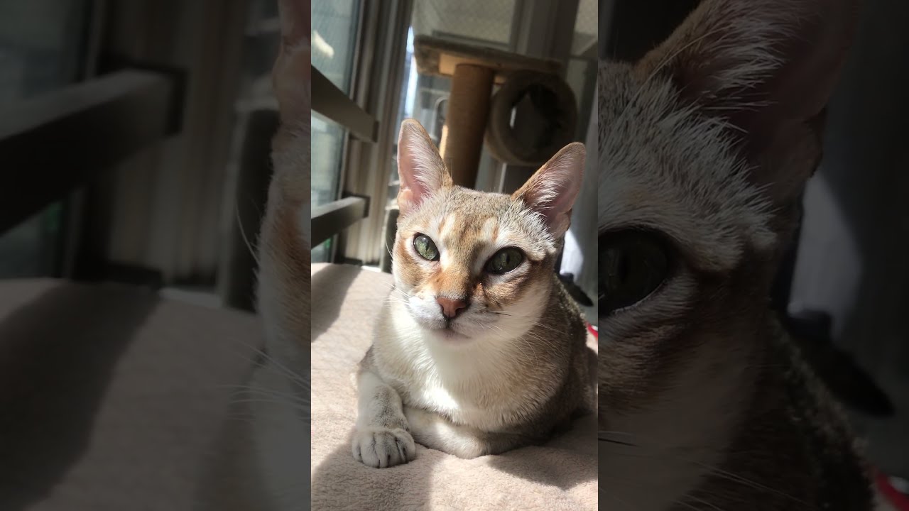 ひなたぼっこ満喫しているシンガプーラなのにゃ♪