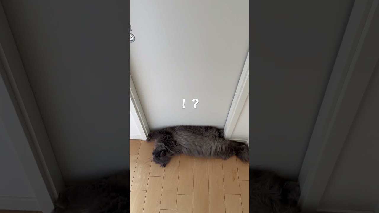 トイレを封鎖するラガマフィン #猫のいる暮らし #ラガマフィン #猫動画