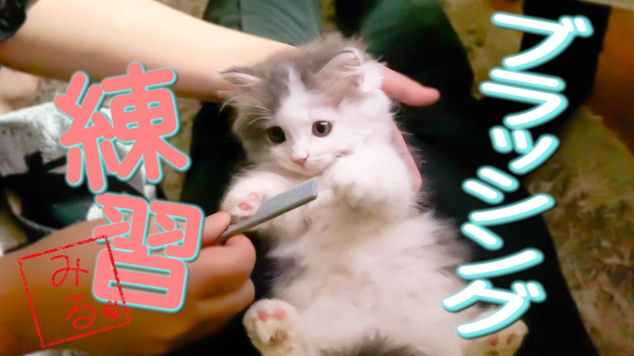 お迎えした日にマンチカン仔猫のブラッシング用クシをペットショップの方にオススメしてもらい購入したクシは嫌がったので子猫でも痛がらないクシを試したら可愛すぎた！brushing the kitten