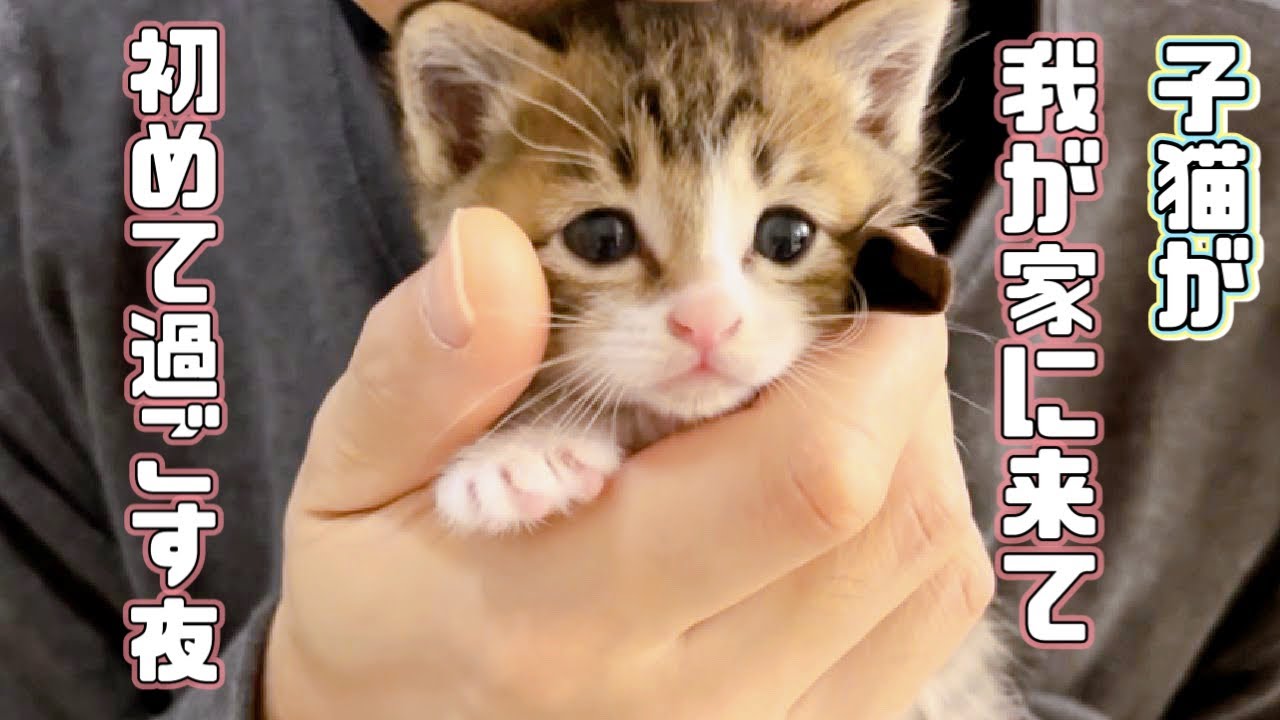 【保護猫】子猫が我が家で初めて過ごした夜が可愛いすぎました❤️