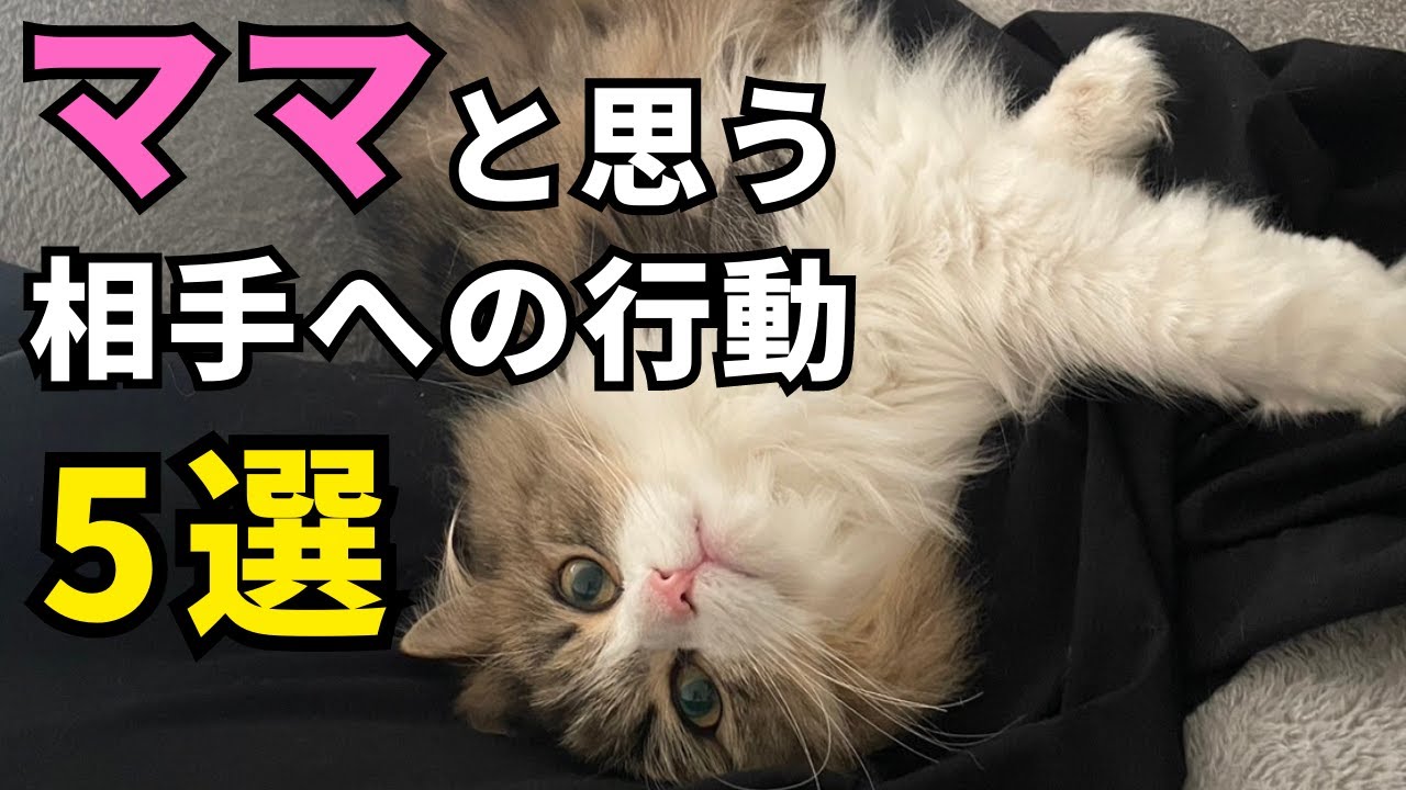 猫が自分のママだと思い込んでいる相手にとる仕草5つ
