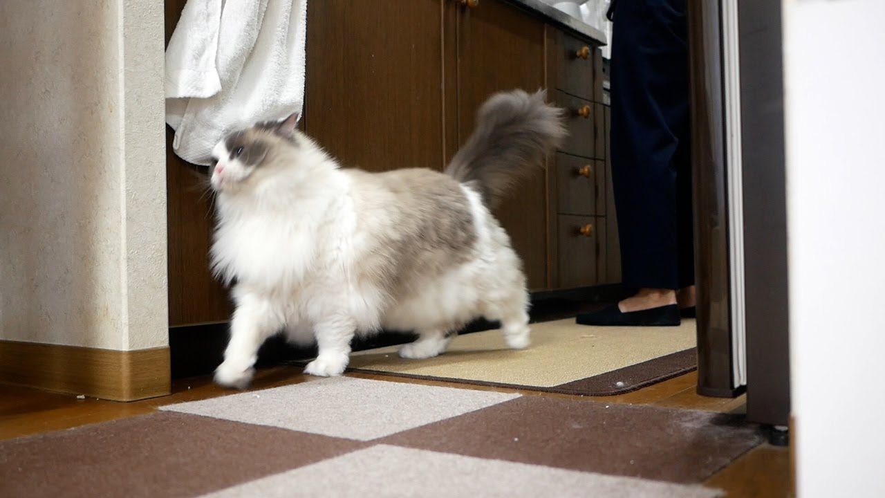 飼い主のことが好きすぎて毎日お出迎えしてくれるラグドールと独身男の日常生活…の一部始終の一部。
