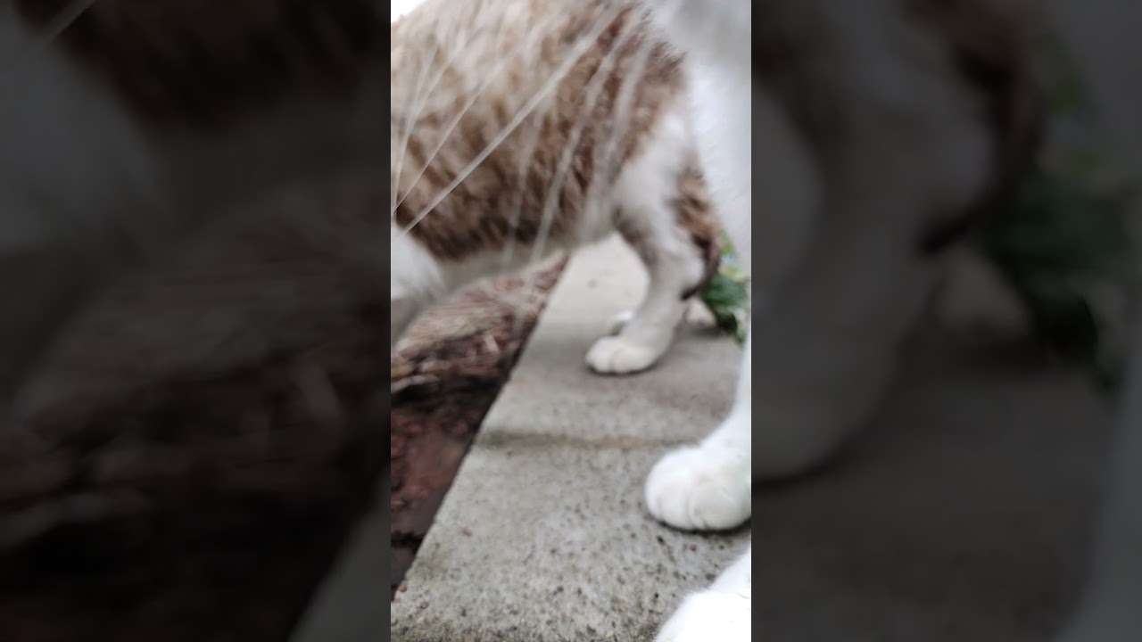 【ぽいけみ】 #猫動画 #三毛猫 #シャム猫ミックス #short