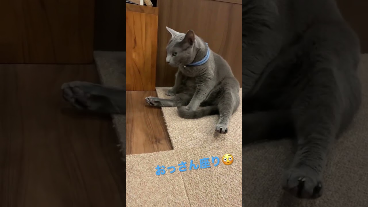 おっさんがあらわれた😳#shorts #ねこ #cat #ロシアンブルー