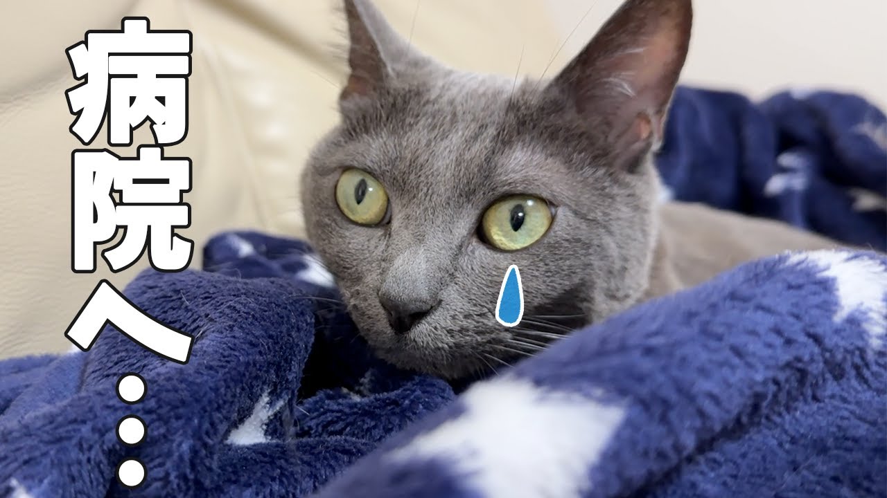 ハムちゃんの様子がおかしいので病院へ行ってきました