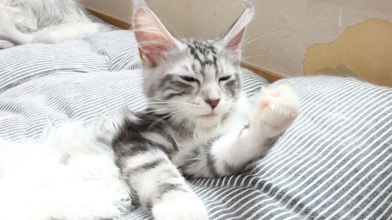 幸せそうなメインクーン子猫イブちゃん