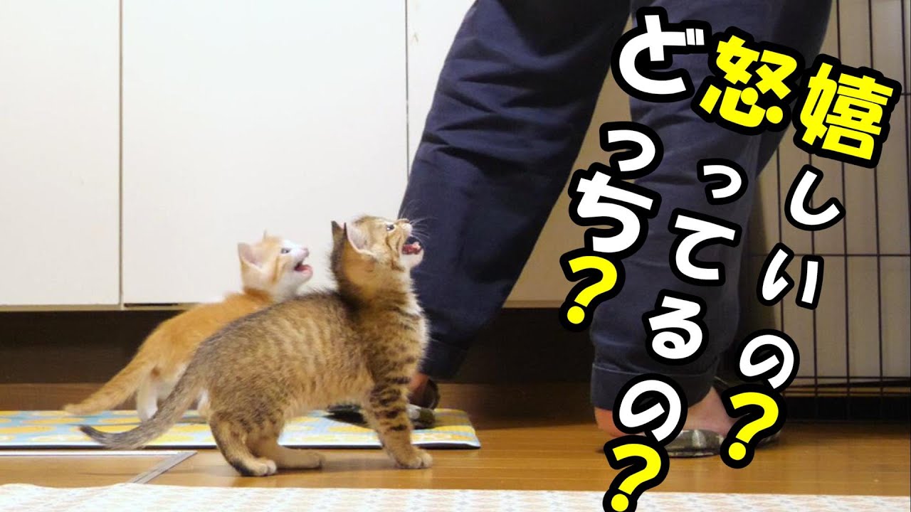 もしも、子猫の言葉がわかったら多分、こう言ってそう。【赤ちゃん猫　保護猫】