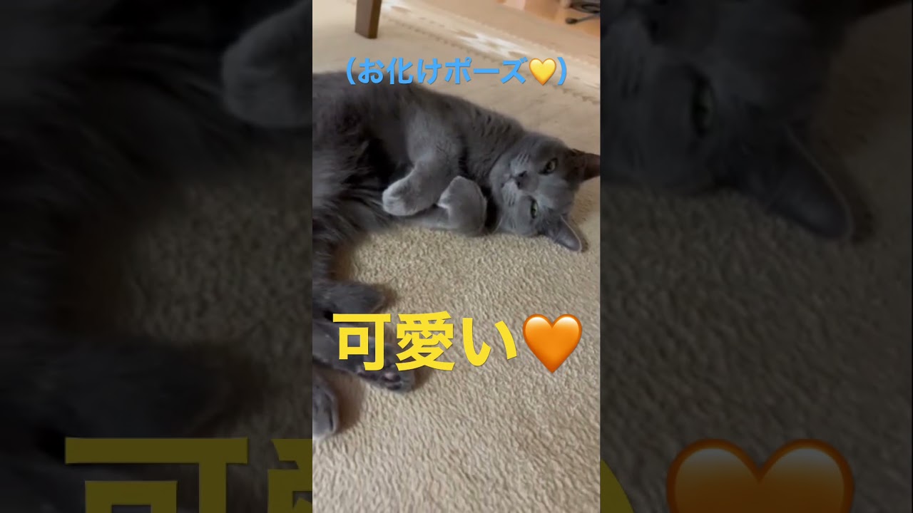 あざと可愛い👻お化けポーズでメロメロにさせちゃう猫（ロシアンブルー）#shorts