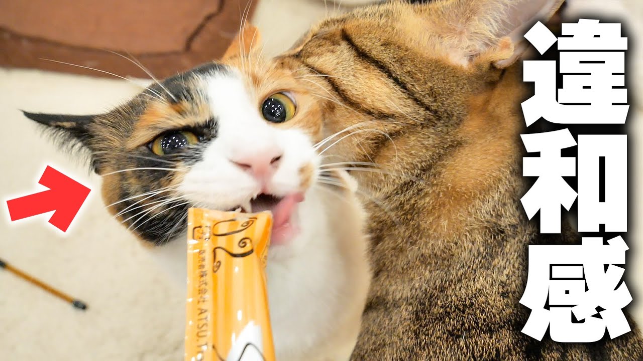 元気そうな猫に少し”違和感”を感じたので捕まえてチェックしてみると。。。。