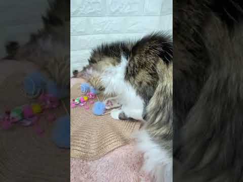 メインクーン 立派な子になりそうなブラウンタビー&ホワイト（長毛）の男の子です☺️