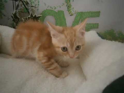 633567 アメリカンショートヘアー