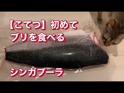 こてつ初めてブリを食べる　【 シンガプーラ 】