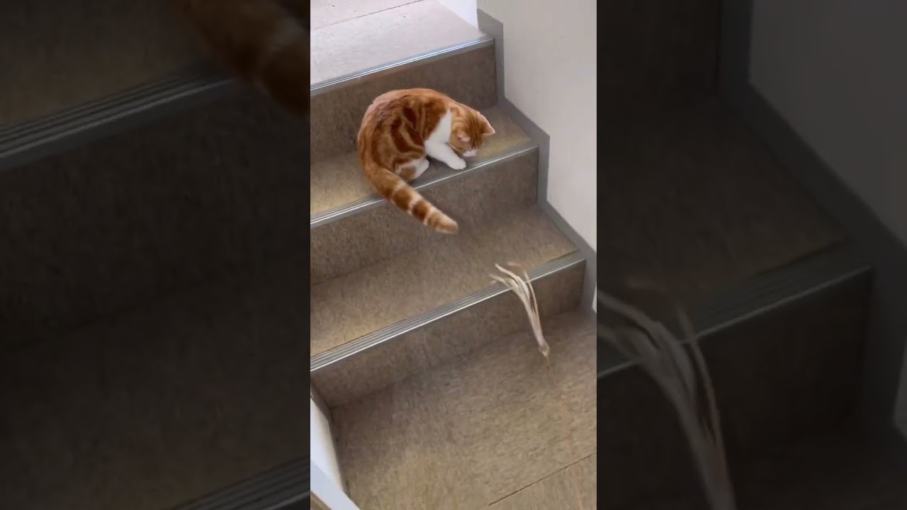 ロシアンブルーとマンチカンの猫ちゃん【猫専門ホテル】
