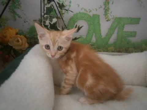 633565 アメリカンショートヘアー