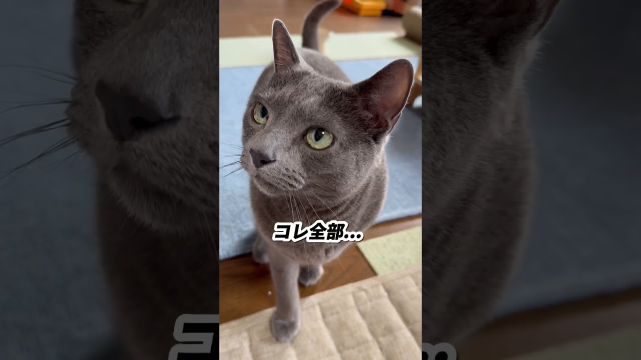 【ロシアンブルー】めろん、おしゃべりすぎます🤭【猫】#shorts