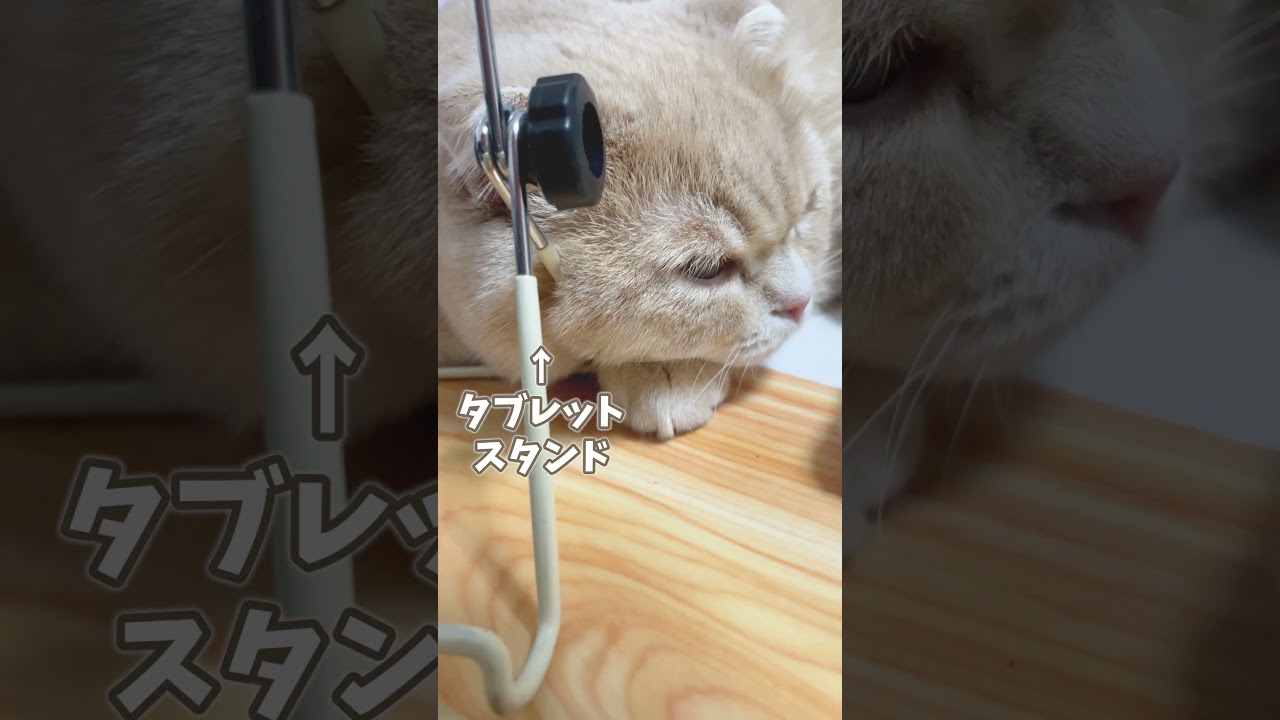 この状態でも昼寝ができる子猫【スコティッシュフォールド】#shorts #かわいい #子猫