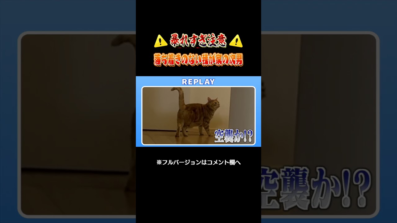 毎日大暴れな次男の日常（アメリカンショートへア）　#shorts