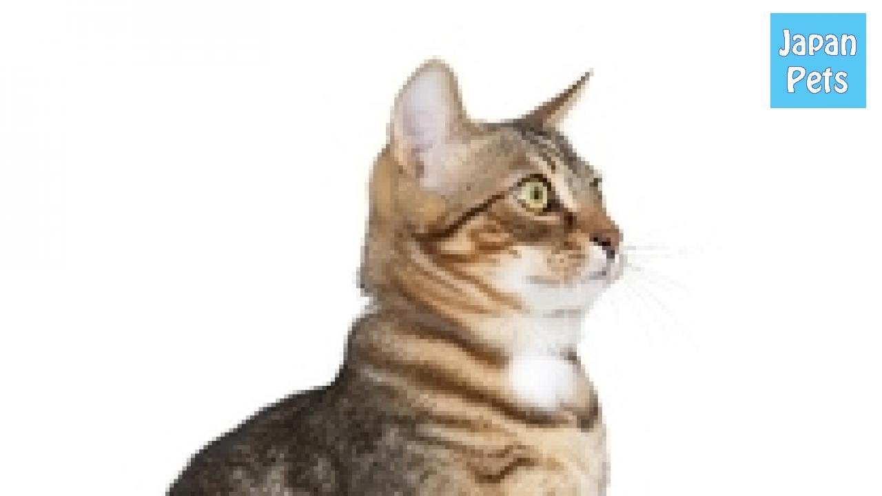 ヨーロッパのアメショ！？ヨーロピアンショートヘアの性格や特徴 - Japan Pets