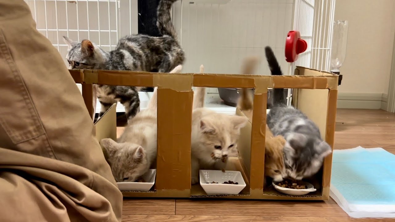 子猫達のご飯争奪戦が激しすぎて大惨事
