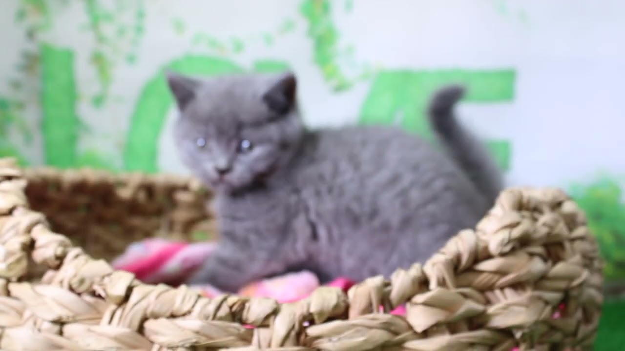 ペットショップcoo&riku No.626833 ブリティッシュショートヘアー