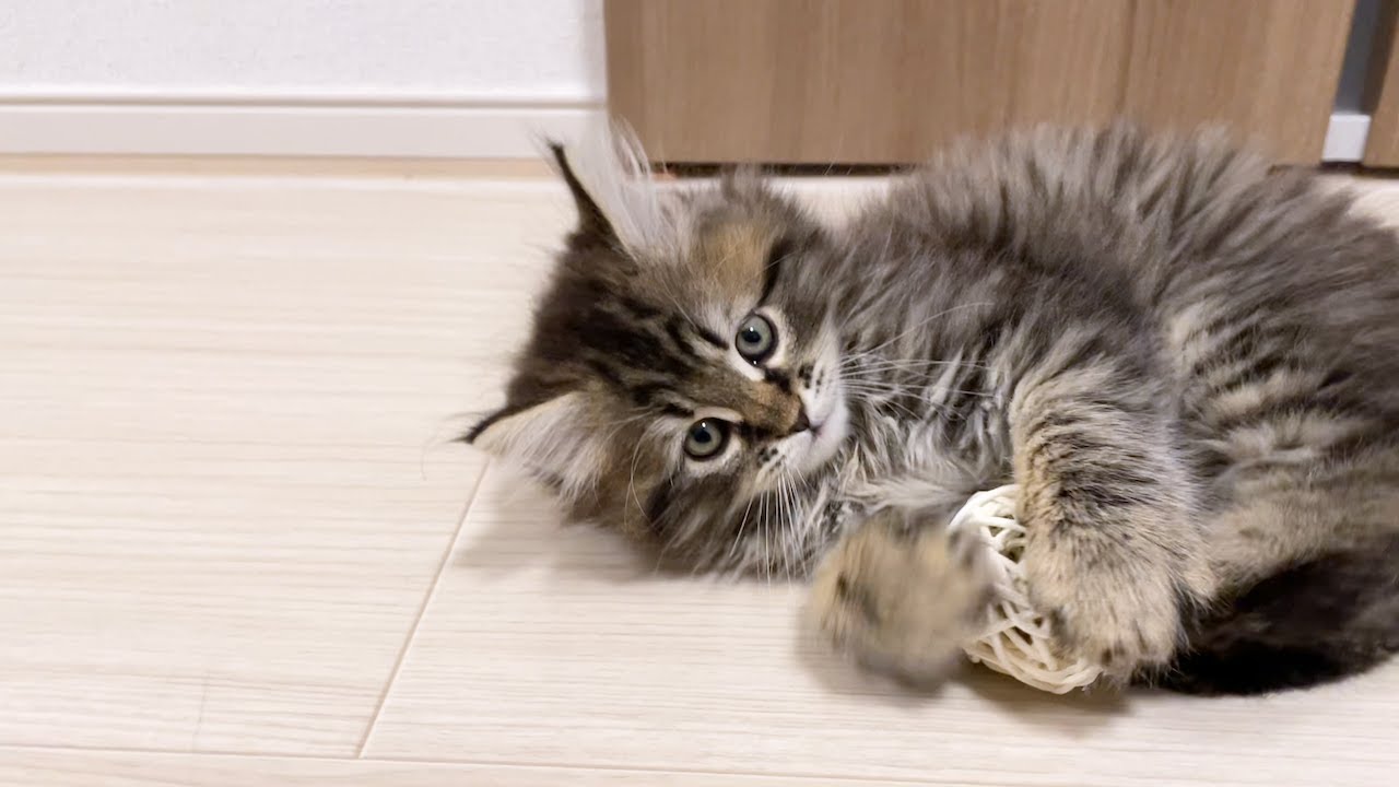 鈴入りボールに激ハマりした子猫がこちらです・・・/サイベリアンの男の子