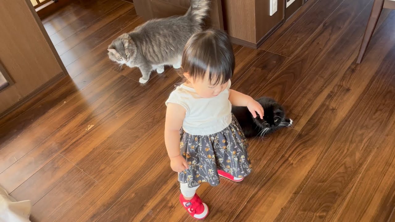 音が鳴る靴で歩く赤ちゃんに注目する猫　ラガマフィン　Cat pays attention to baby walking in shoes that make noise