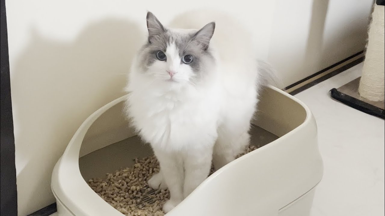 うんち中に凛々しいお顔で見つめてくるラグドール猫が男前すぎたw
