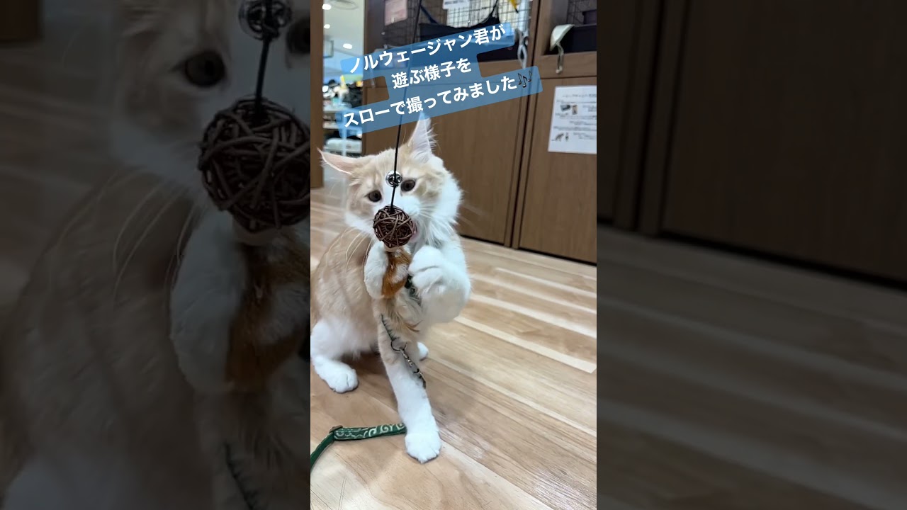 ノルウェージャンフォレストキャット君が遊ぶ様子をスローで撮ってみました♪
