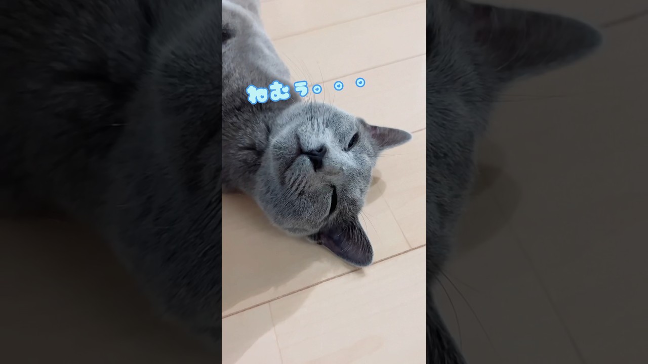 ぐり三昧　#Shorts #ロシアンブルー　#ねこ　#ねこ動画　#cat #猫　#russianblue