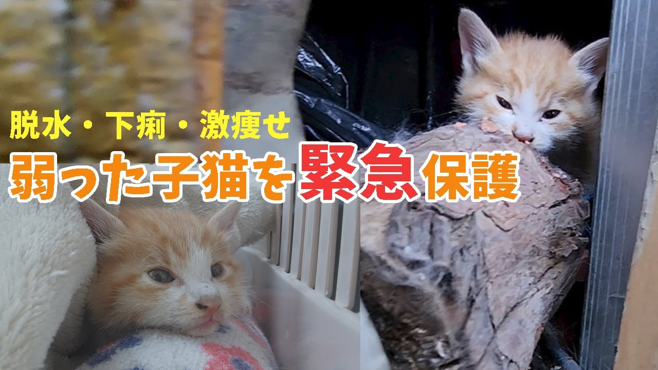 SOS危機一髪 弱った子猫を保護しました
