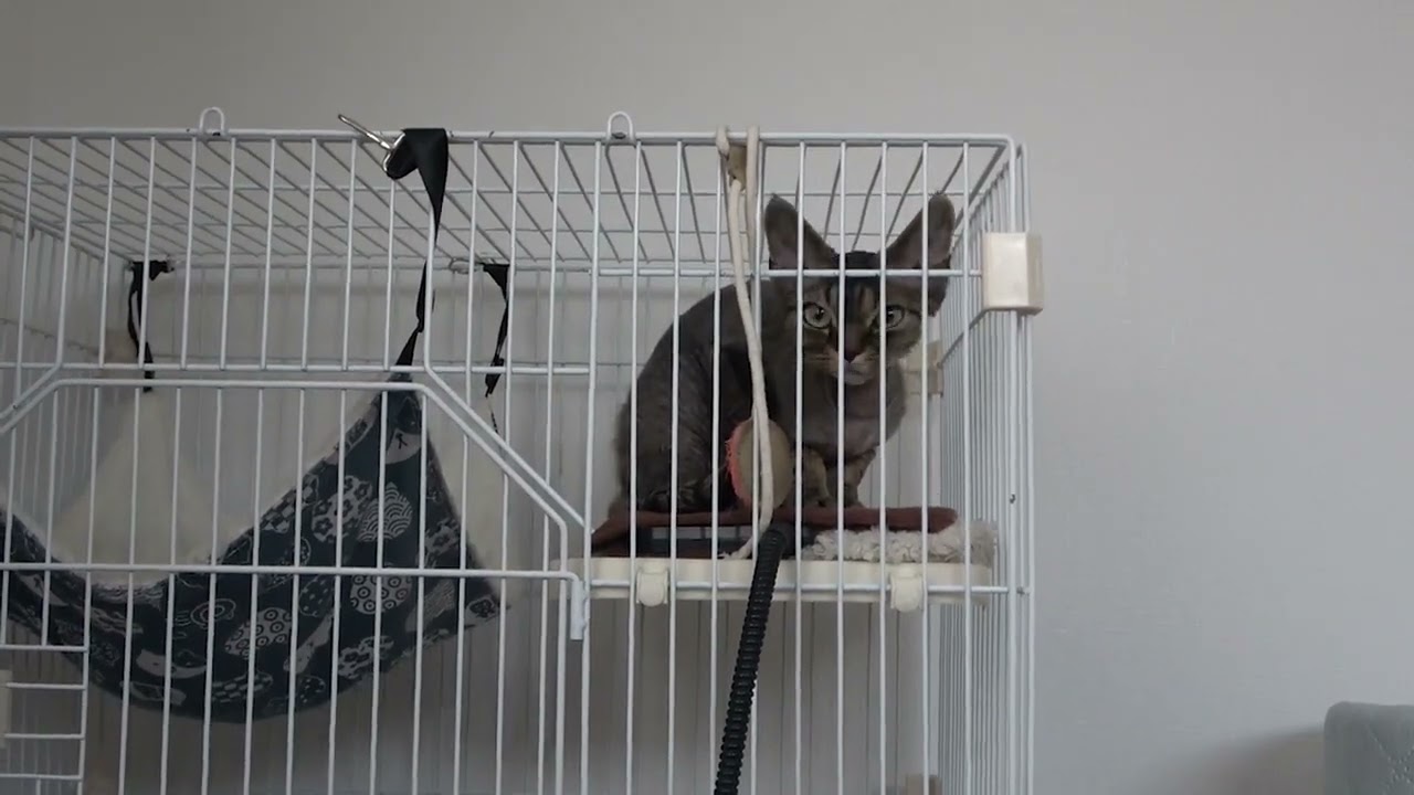 デボンレックス子猫はサークルから外に出たいです(Devon Rex kitten wants to get out of the cage)