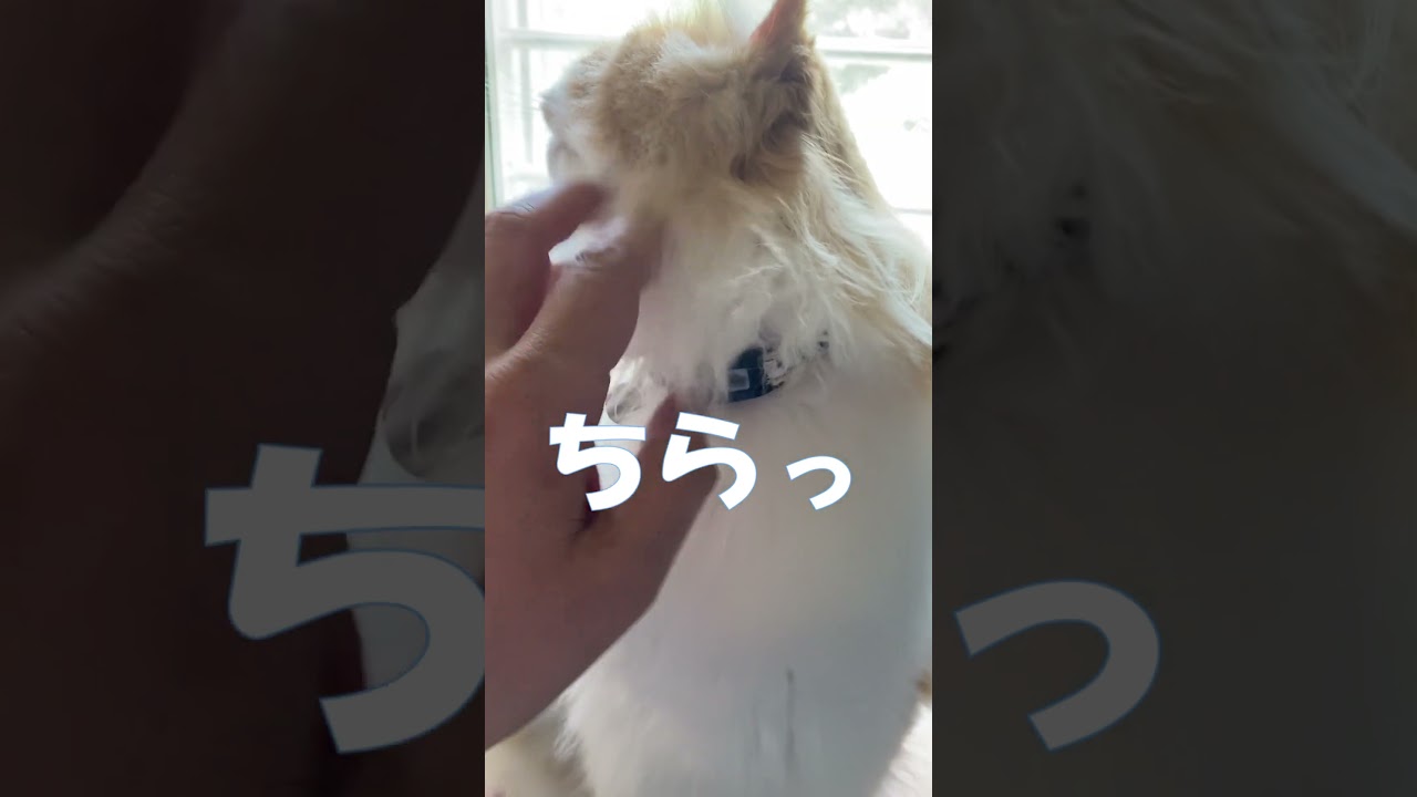 外がとても気になる猫 #shorts  #猫 #アメリカンカール #cat