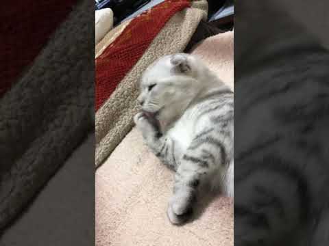 【スコティッシュフォールド】くぅちゃんおててぺろぺろ全身ぺろぺろ🎵かなりの綺麗好き！！