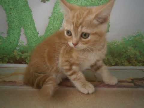 633568 アメリカンショートヘアー