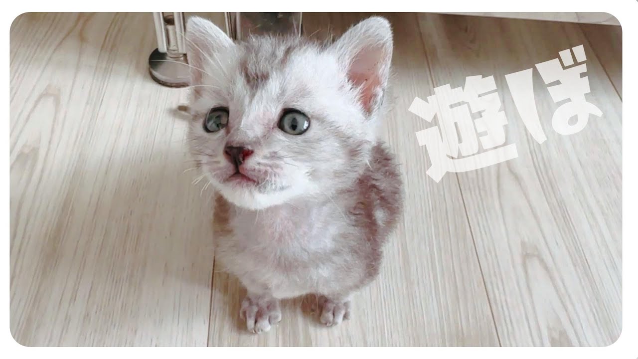 【子猫】ミルクの後、離乳食はじめました【保護猫生活7日目】